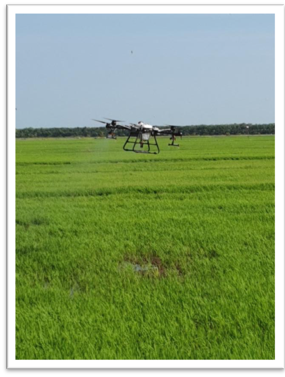 Agricultural Drone Spraying in Paddy Field