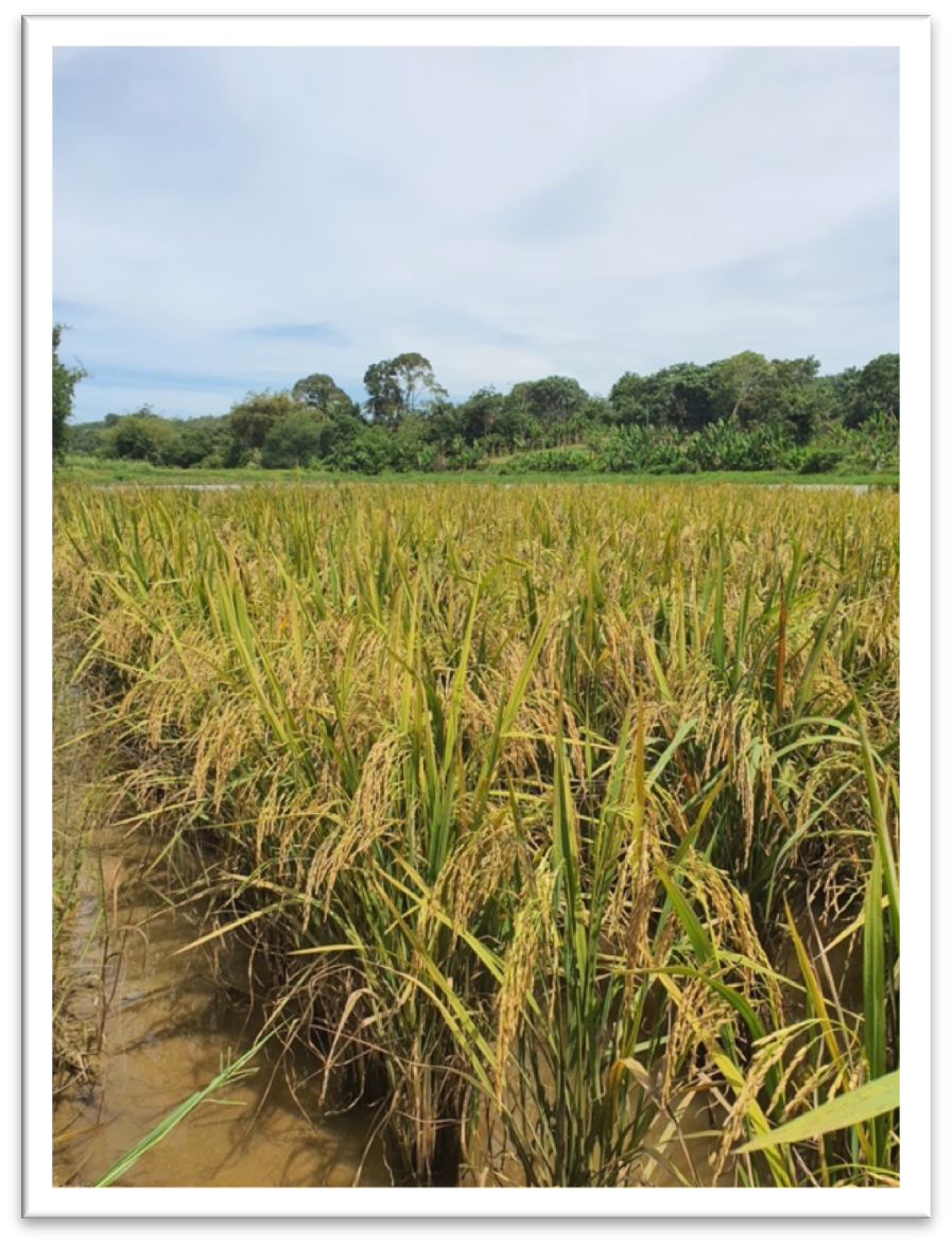 Vibrant Golden Paddy with Humic Acid Biology